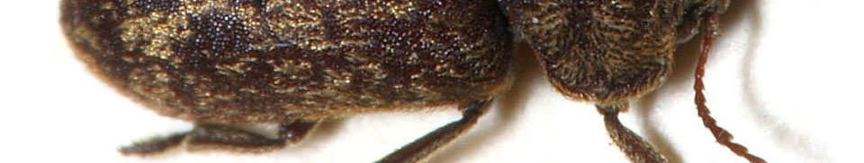 Boor- of klopkever (Xestobium rufovilosum)