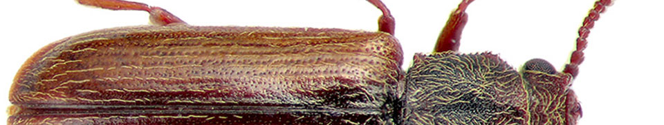 Boor- of klopkever (Anobium striatum)