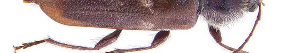 Houtboktor (Hylotrupes bajulus)